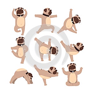 Funny bulldog in different poses of yoga. Healthy lifestyle. Dog doing physical exercises. Cartoon domestic animal