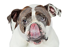 Funny Bulldog Licking Nose