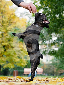 Funny Bulldog standing on hind legs in autumn park. Man's hand with a treat for dogs. dog training