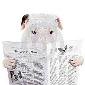 Funny bullterier reading newspaper