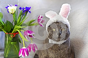 funny Burmese cat in a hat with an Easter bunny Boni near a bouquet of flowers. Easter photo