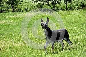 Funny Burro