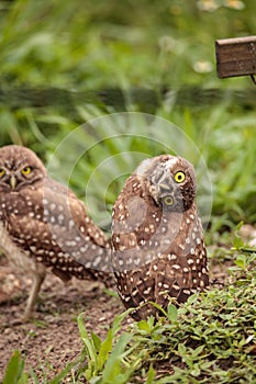 Funny Burrowing owl Athene cunicularia tilts its head outside it