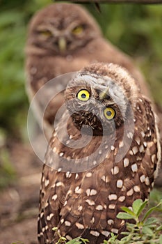 Funny Burrowing owl Athene cunicularia tilts its head outside it