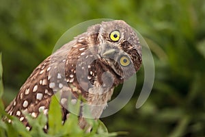 Funny Burrowing owl Athene cunicularia tilts its head outside it