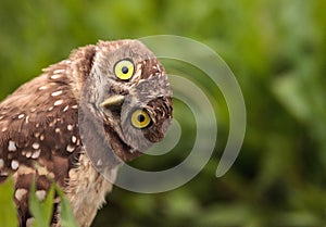 Funny Burrowing owl Athene cunicularia tilts its head outside it