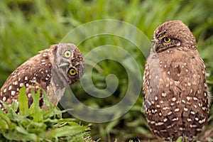 Funny Burrowing owl Athene cunicularia tilts its head outside it