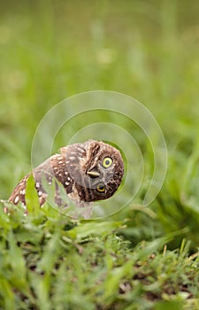 Funny Burrowing owl Athene cunicularia tilts its head outside it