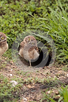 Funny Burrowing owl Athene cunicularia tilts its head outside it