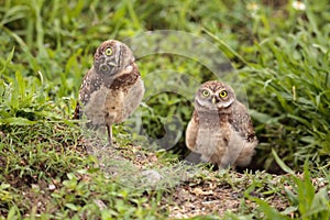 Funny Burrowing owl Athene cunicularia tilts its head outside it