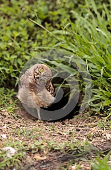 Funny Burrowing owl Athene cunicularia tilts its head outside it