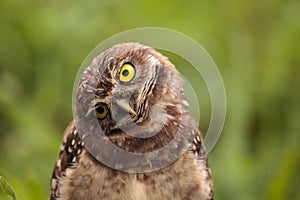 Funny Burrowing owl Athene cunicularia tilts its head outside it