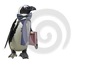 Funny business or school teacher penguin concept isolated on a white background