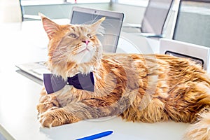 Funny Businessman Maine Coon Cat wearing Butterfly Tie lying on the Table in His Office signing an Agreement with His New Employee