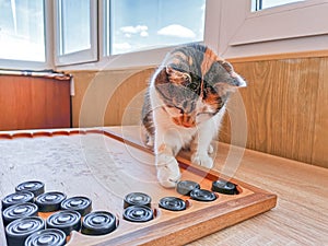 Funny calico cat playing backgammon indoors. Pet intelect, soft selective focus photo