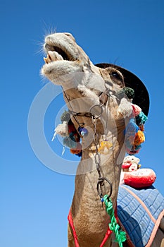 Funny camel