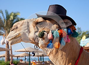 Funny camel
