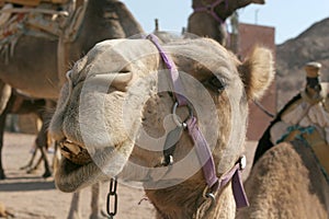 Funny camel