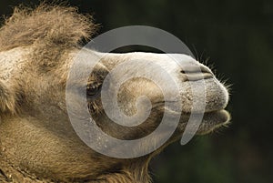 Funny camel