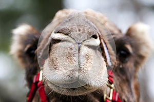 Funny camel face