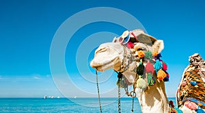 Funny camel face in sunglasses and a hat. An animal against the background of the sea and sky. Backdrop with a copy space