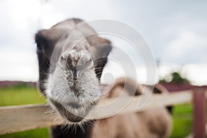 Funny camel on farm with green grass
