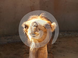Funny camel head