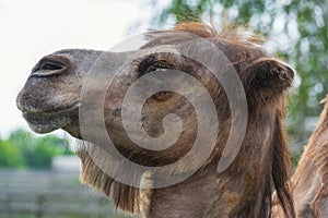 Funny camel head
