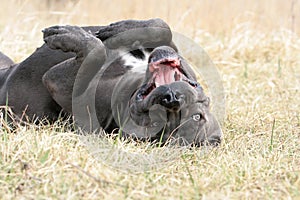 Funny Cane Corso Italiano photo