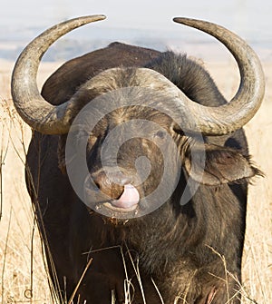 Funny Cape Buffalo Syncerus caffer portrait closeup sticking his tongue in his nose