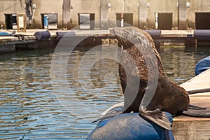 Funny Cape fur seal sitting on the wooden jetty under the sun looking at the sea in the city Cape Town