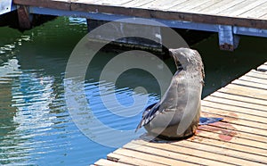 Funny Cape fur seal sitting on wooden jetty under sun looking at sea in the city Cape Town, South Africa, Victoria and Alfred Wate