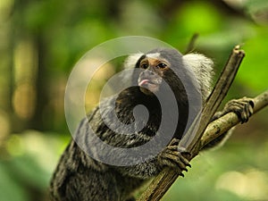 funny capuchin monkey sticking out his tongue