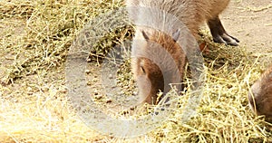 A funny capybara eats grass in a clearing. Wild animals, a nature reserve and a zoo.