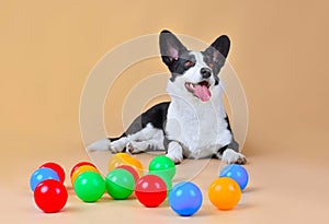 Funny Cardigan Welsh Corgi