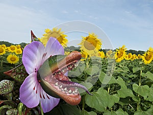 Funny Carnivorous Man Eating Plant photo