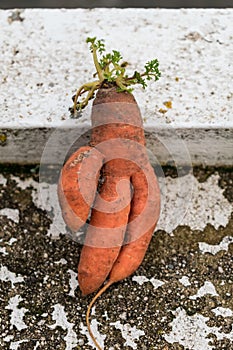 Funny carrots, homemade zero waste ugly food, antioxydant and non gmo vegetable, daucus carota