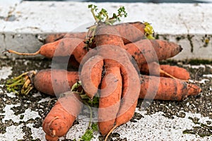 Funny carrots, homemade zero waste ugly food, antioxydant and non gmo vegetable, daucus carota