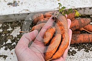 Funny carrots, homemade zero waste ugly food, antioxydant and non gmo vegetable, daucus carota