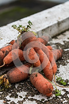 Funny carrots, homemade zero waste ugly food, antioxydant and non gmo vegetable, daucus carota