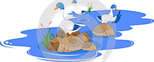 Funny Cartoon ducks on the pond White Background