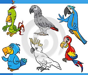 funny cartoon parrots birds animal characters set