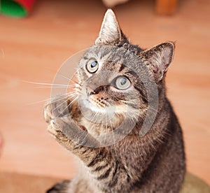 Funny cat asking for a snack