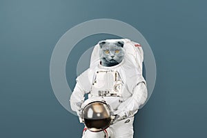 Funny cat astronaut in a space suit with a helmet on a gray background. British cat spaceman. Creative idea.