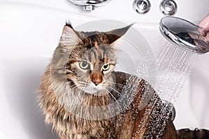 Funny Cat bath