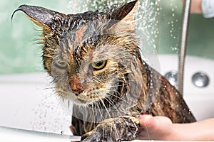 Funny Cat bath