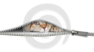 Funny cat behind open zipper isolated on white