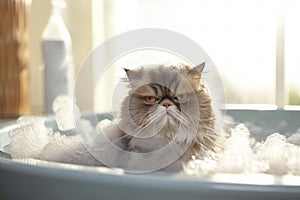 Funny cat being washed in bath tube full of foam.