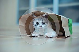 Funny cat with big yellow eyes looks out of curiosity from a craft paper bag. Funny pets playing at home. Cat sits in a