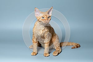 Funny cat breed Devon Rex sitting on a blue background